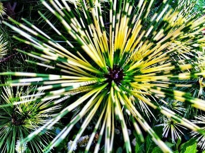 Borovice hustěkvětá Oculus draconis (Dračie oko) 30/50 cm, v květináči Pinus densiflora Oculus Draconis